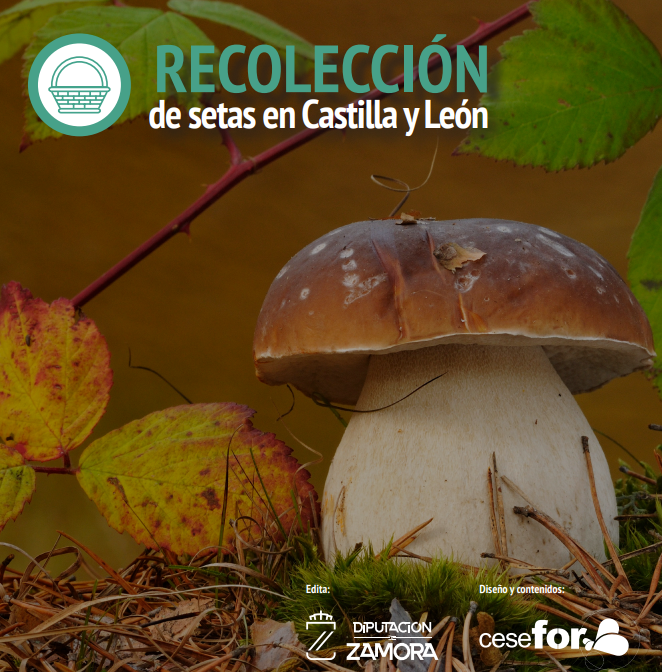 resumen divulgativo sobre el DECRETO 31/2017, de 5 de octubre, por el que se regula el Recurso Micológico Silvestre en Castilla y León