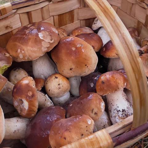 Boletus acotado Micocyl Burgos